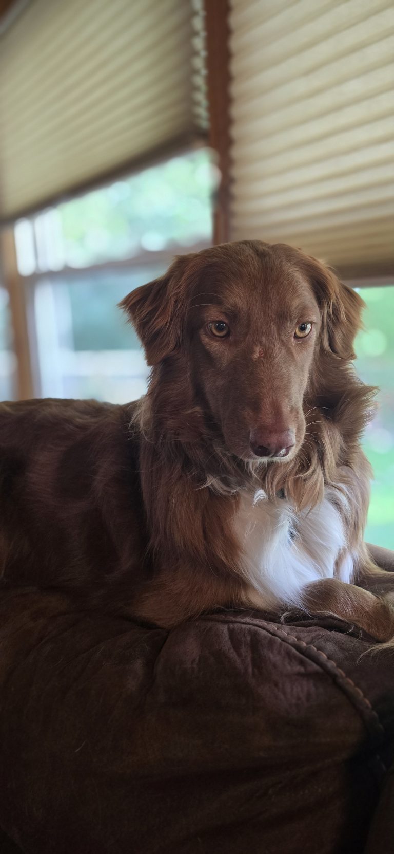 A chestnut-coated retriever curled on a sofa in soft window light