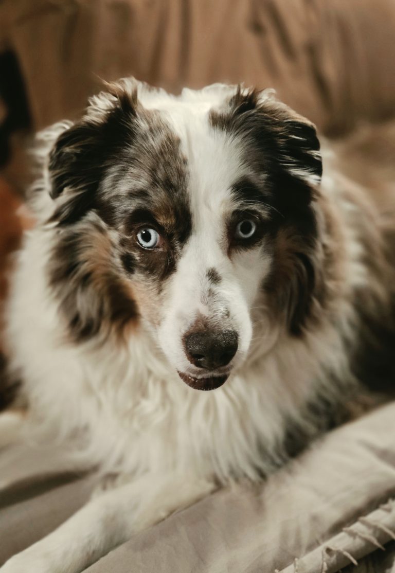 A blue merle Australian shepherd with pale blue eyes resting on a couch
