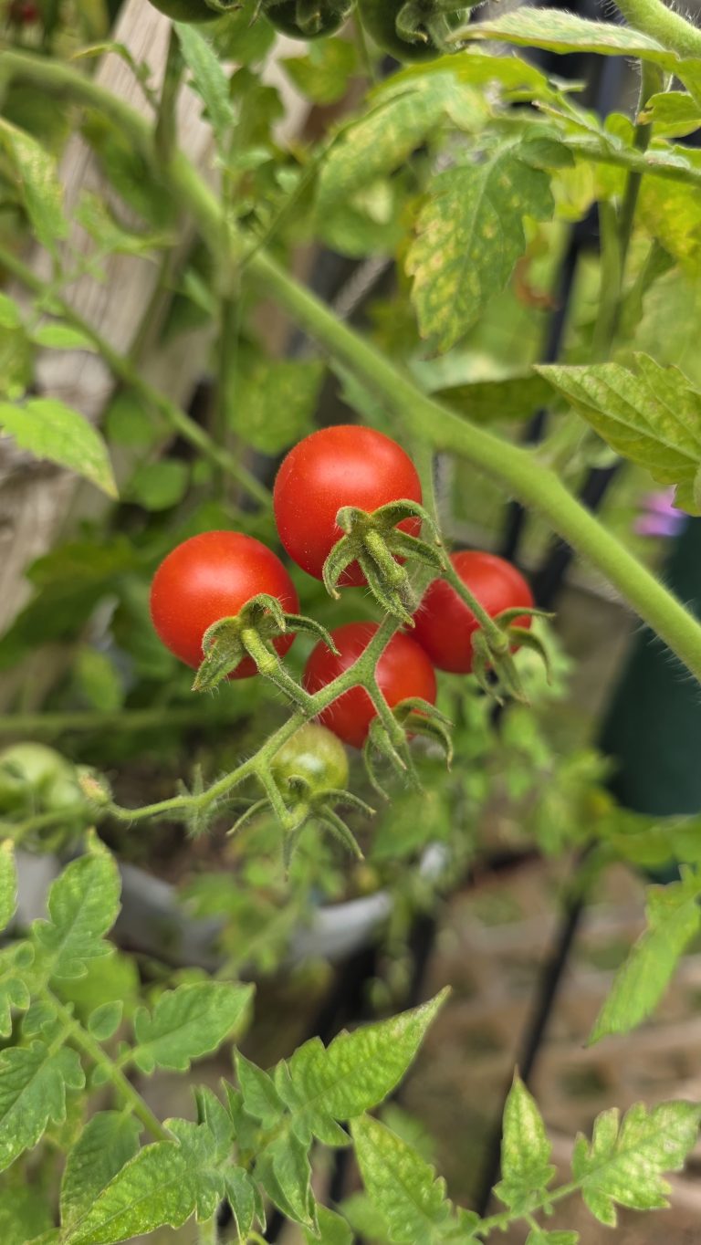 Ripe red cherry tomatoes hanging on the vine in a backyard garden